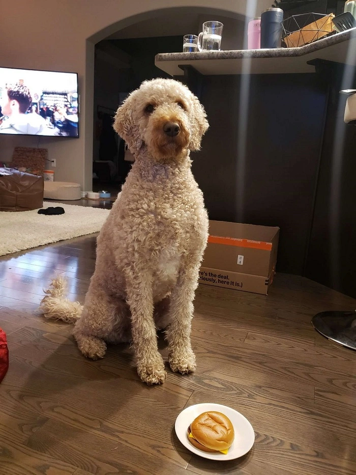 Pet photo before transformation